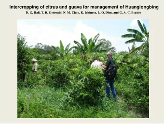 Intercropping of citrus and guava for management of Huanglongbing  D. G. Hall, T. R. Gottwald, N.