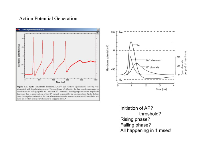 action potential generation