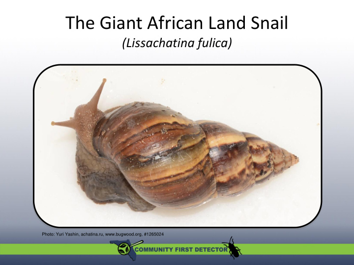 the giant african land snail