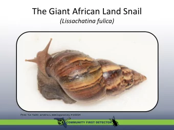 The Giant African Land Snail  (Lissachatina fulica)  Photo: Yuri Yashin, achatina.ru,