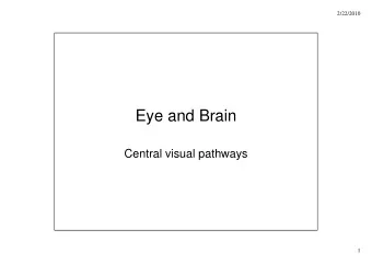 Eye and Brain  Eye and Brain  Central visual pathways  1  2/22/2010  2  2/22/2010  3  2/22/2010  4