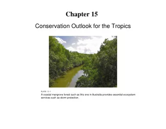 Chapter 15  Conservation Outlook for the Tropics  PLATE 15-1  A coastal mangrove forest such as