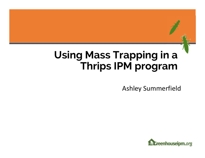 using mass trapping in a thrips ipm program