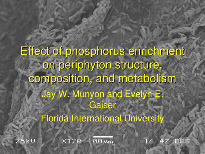 effect of phosphorus enrichment effect of phosphorus