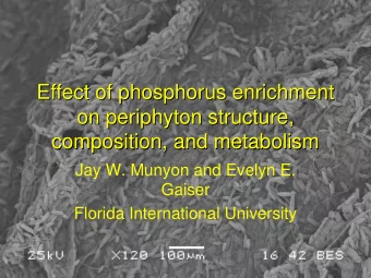 Effect of phosphorus enrichment  Effect of phosphorus enrichment  on periphyton structure,  on