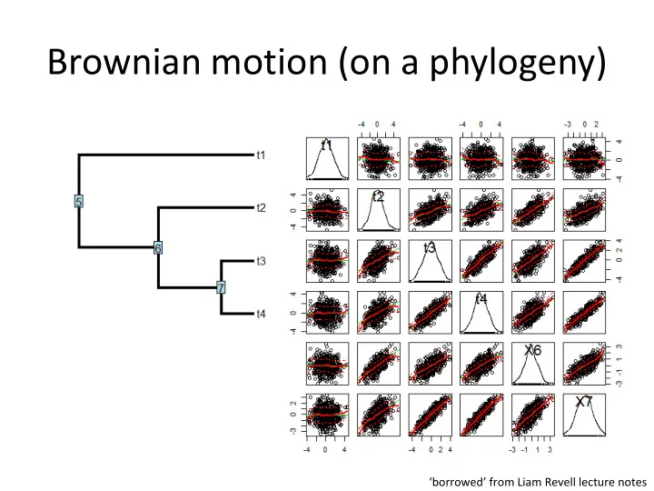 brownian motion on a phylogeny