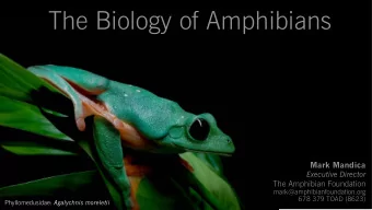 The Biology of Amphibians  Mark Mandica  Executive Director  The Amphibian Foundation