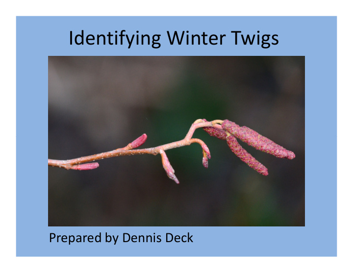 identifying winter twigs