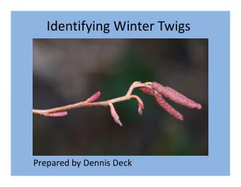 Identifying Winter Twigs  Prepared by Dennis Deck  Terminology