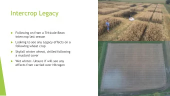 Intercrop Legacy  Following on from a Triticale:Bean  intercrop last season  Looking to see