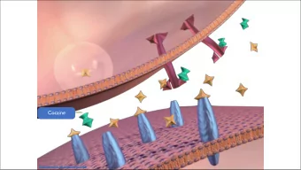 Cocaine  http://www.nida.nih.gov/pubs/teaching/  PET study and slot machine study  [ 11 C]