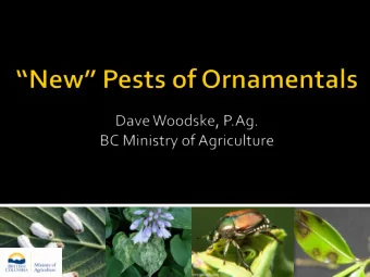 water mold, related to Pythium and Phytophthora  infection requires leaf wetness  Host