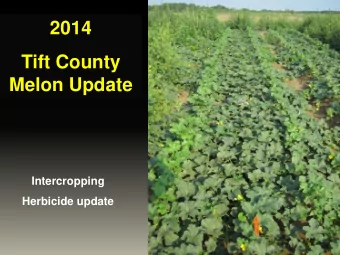 2014  Tift County  Melon Update  Intercropping  Herbicide update  Cantaloupe-Cotton Intercropping