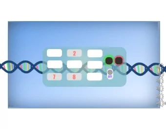 E. c  coli li bas  based lo lock  Background  Problems  Bio-safety   Intellectual