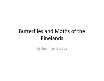 Butterflies and Moths of the  Pinelands By Jennifer Bulava Butterflies and Moths  Kingdom: