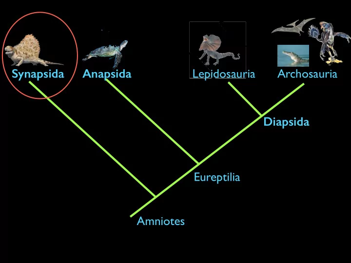 synapsida anapsida lepidosauria archosauria diapsida