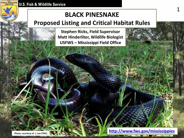 black pinesnake