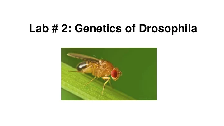 lab 2 genetics of drosophila