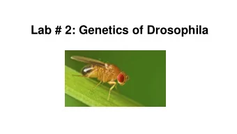 Lab # 2: Genetics of Drosophila  scitechdaily.com The Life Cycle of Drosophila  Full development: