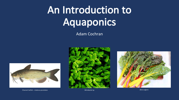 an introduction to aquaponics