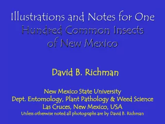 Hundred Common Insects  of New Mexico  Dav  avid  id B. Ri  . Rich  chma  man  New  ew Mex  exico