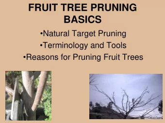 BASICS  Natural Target Pruning  Terminology and Tools  Reasons for Pruning Fruit Trees