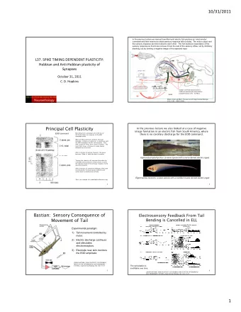 10/31/2011  In the previous lecture we learned how Mormyrid electric fish produce an