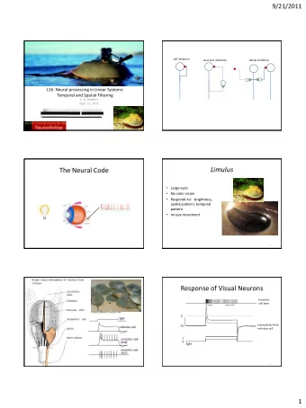 Limulus  The Neural Code  Large eyes  No color vision  Responds to:   brightness,  spatial