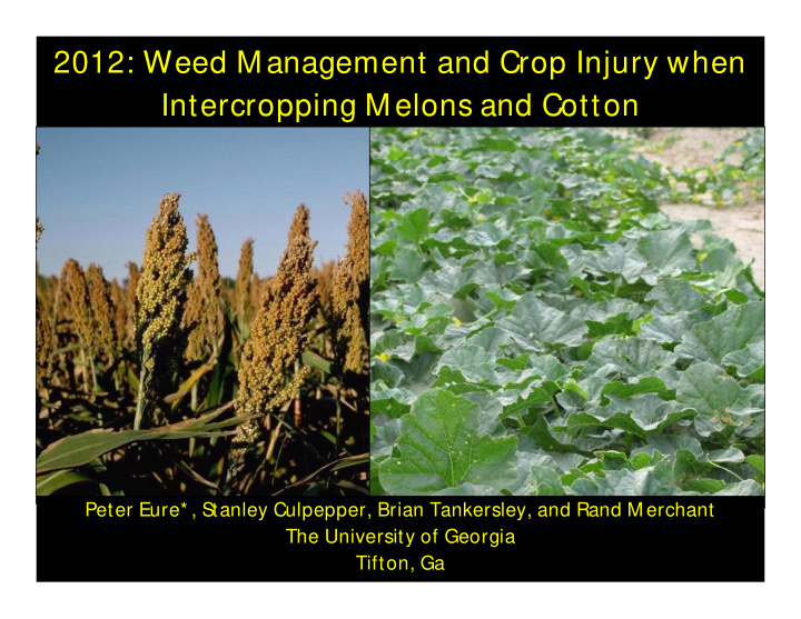 2012 weed m anagement and crop injury when intercropping
