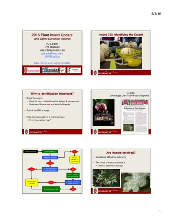 5/2/16  Insect Mouthparts  Insects with Chewing Mouthparts  Japanese Beetle  Imported Willow  Gypsy