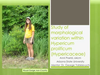 Study of  morphological  variation within  Hypericum  prolificum  (Hypericaceae)  Anni Poetzl, 64cm