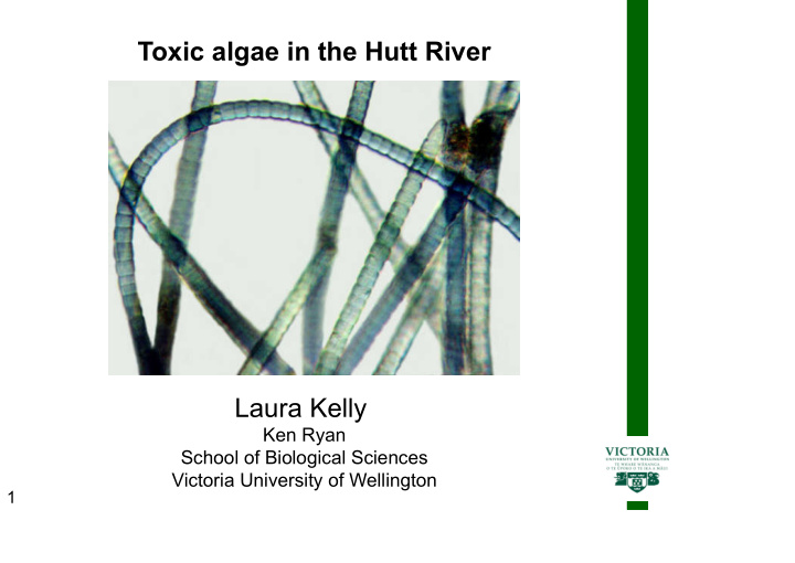 toxic algae in the hutt river laura kelly