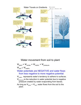 Water movement from soil to plant  plant =  solute +  matric +  pressure  soil