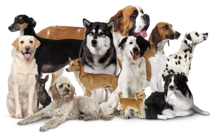 dogs family church x rays yellow zebra im perfect what