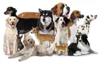 DOGS  FAMILY  CHURCH  X-RAYS  YELLOW  ZEBRA  Im/perfect  What about us?  Romans 3:10  there is