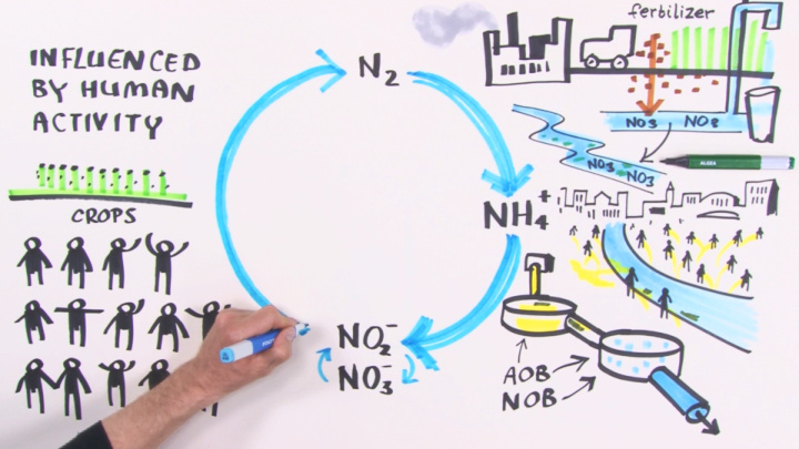 natural nitrogen cycle