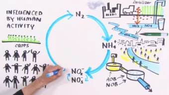 Natural  Nitrogen  Cycle    A&quot;.  Paginagroot  N-cycle    Nitrogen