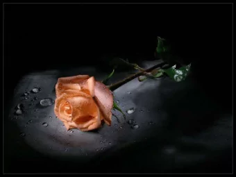 holdemqueen@hotmail.com  holdemqueen@hotmail.com  holdemqueen@hotmail.com  holdemqueen@hotmail.com