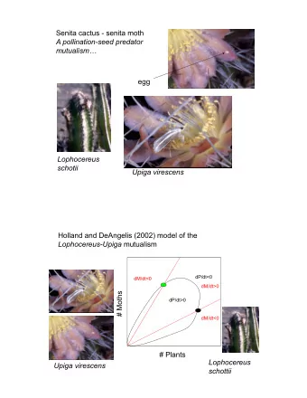 Senita cactus - senita moth  A pollination-seed predator  mutualism  egg  Lophocereus  schotii