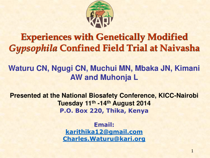 gypsophila confined field trial at naivasha
