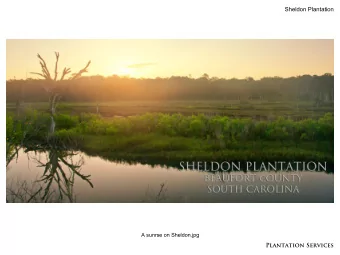 Plantation Services  Sheldon Plantation  A sunrse on Sheldon.jpg  Plantation Services  Sheldon
