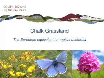 Chalk Grassland  The European equivalent to tropical rainforest  What is chalk grassland?  A truly