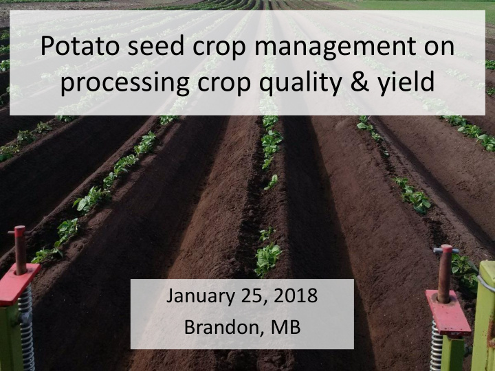 potato seed crop management on