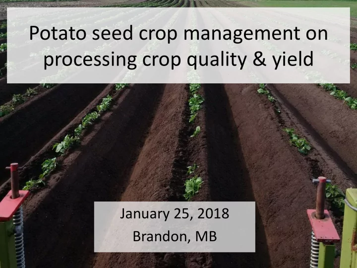 potato seed crop management on