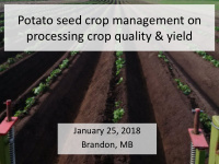 potato seed crop management on