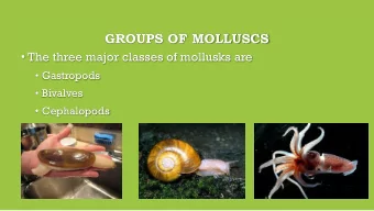 GROUPS OF MOLLUSCS  The three major classes of mollusks are  Gastropods  Bivalves