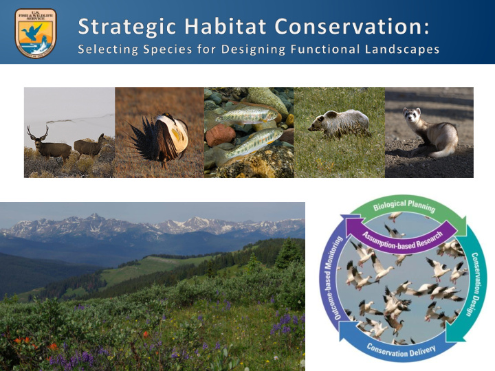 the 21 st century conservation vision