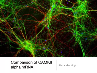 Chicken  Human 1  Human 2  Rat  Chicken  Human 1  Human 2  Rat  Chicken  Human 1  Human 2  Rat