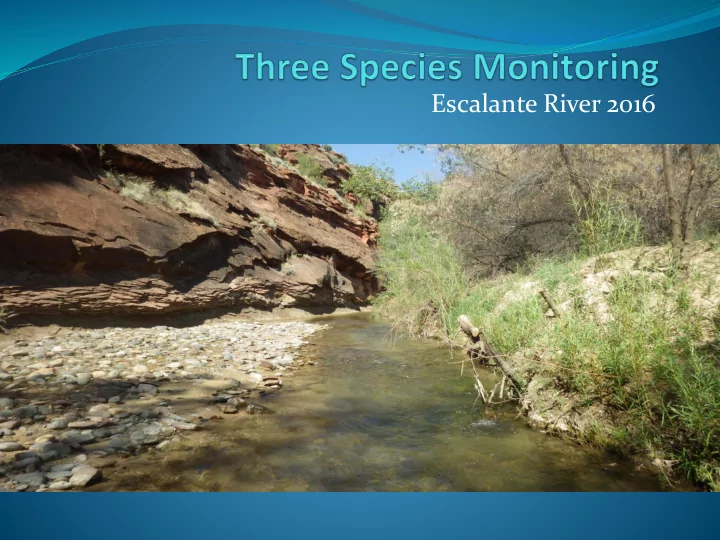 escalante river 2016 flannelmouth sucker