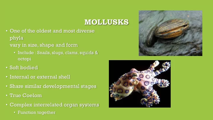 mollusks